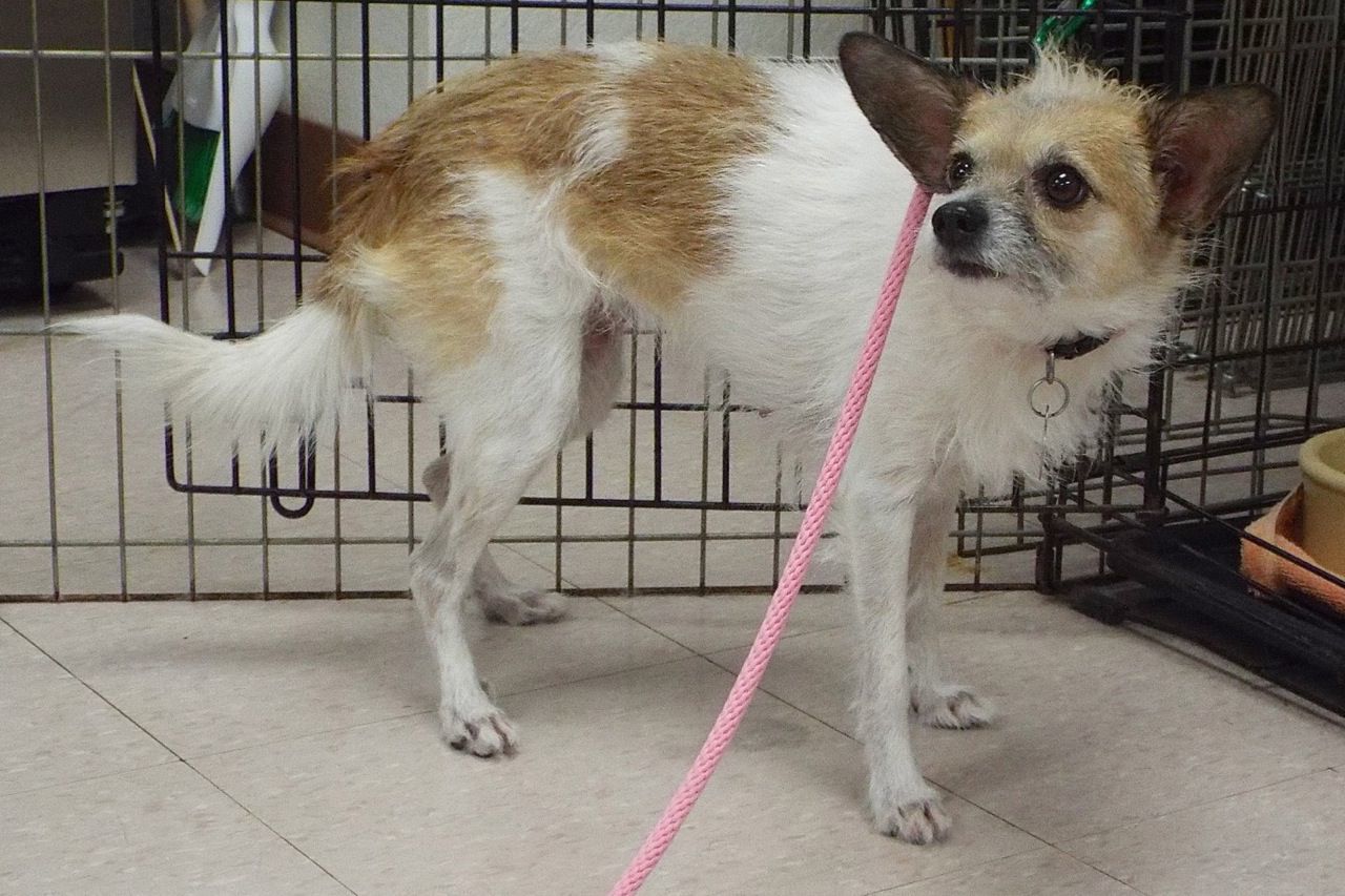 Adopt a friend: Bambi